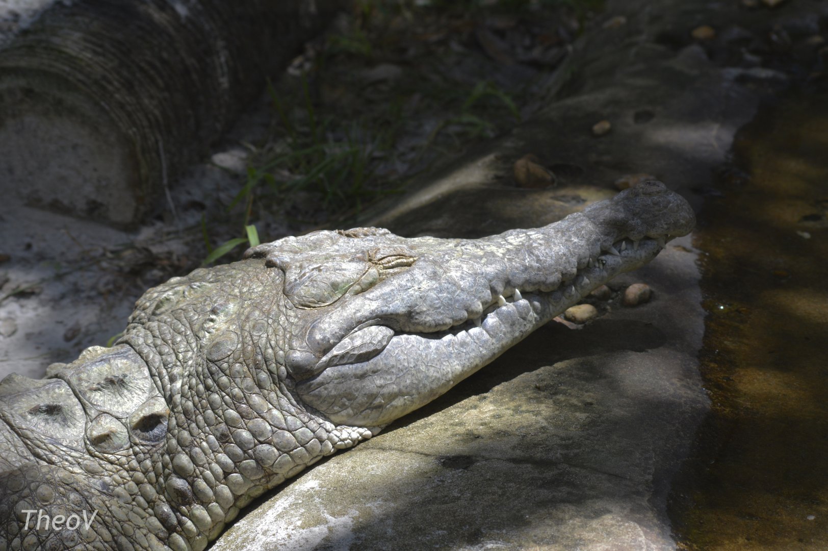 Orinoco crocodile [2017]