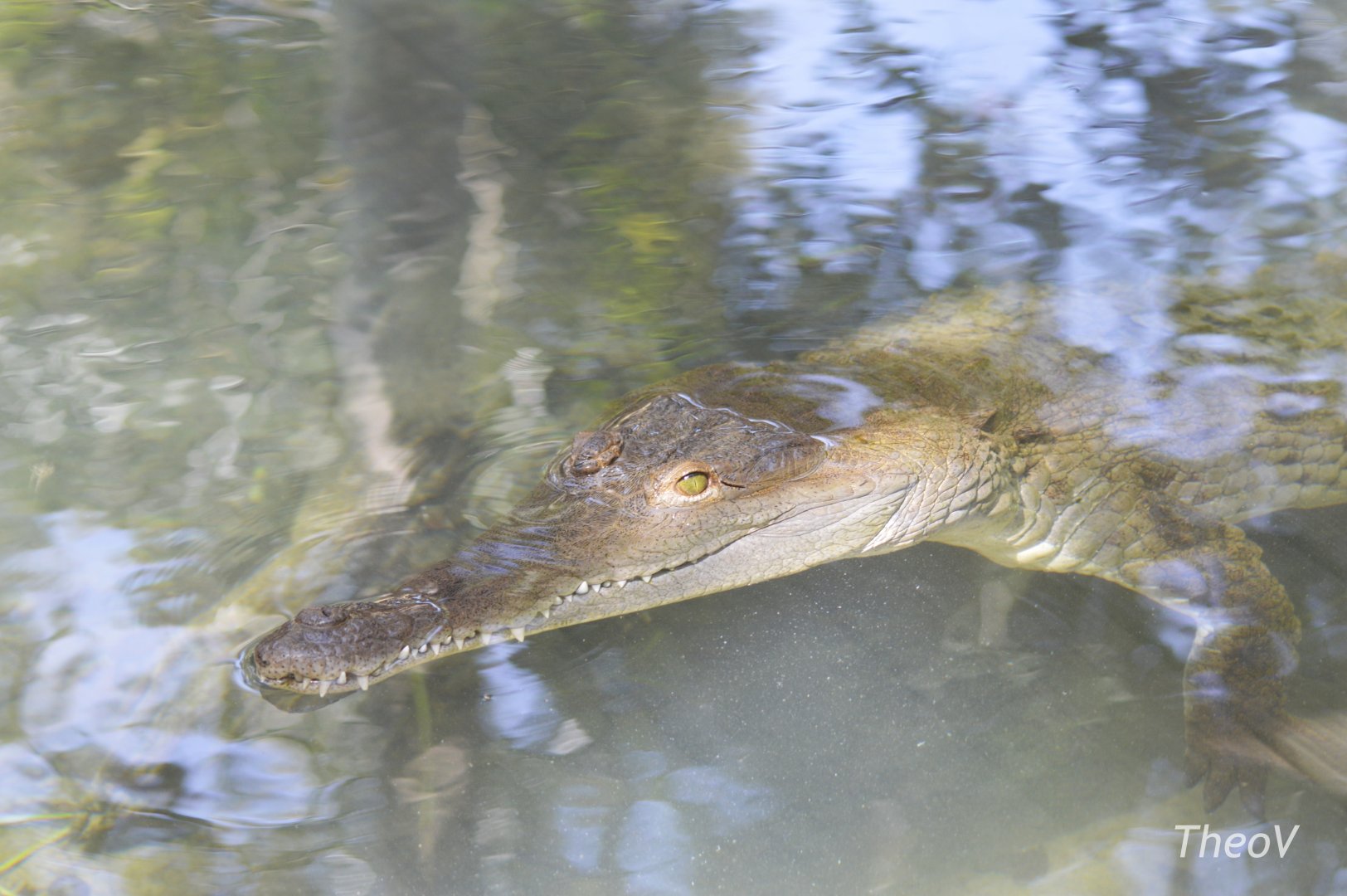 Orinoco crocodile [2017]