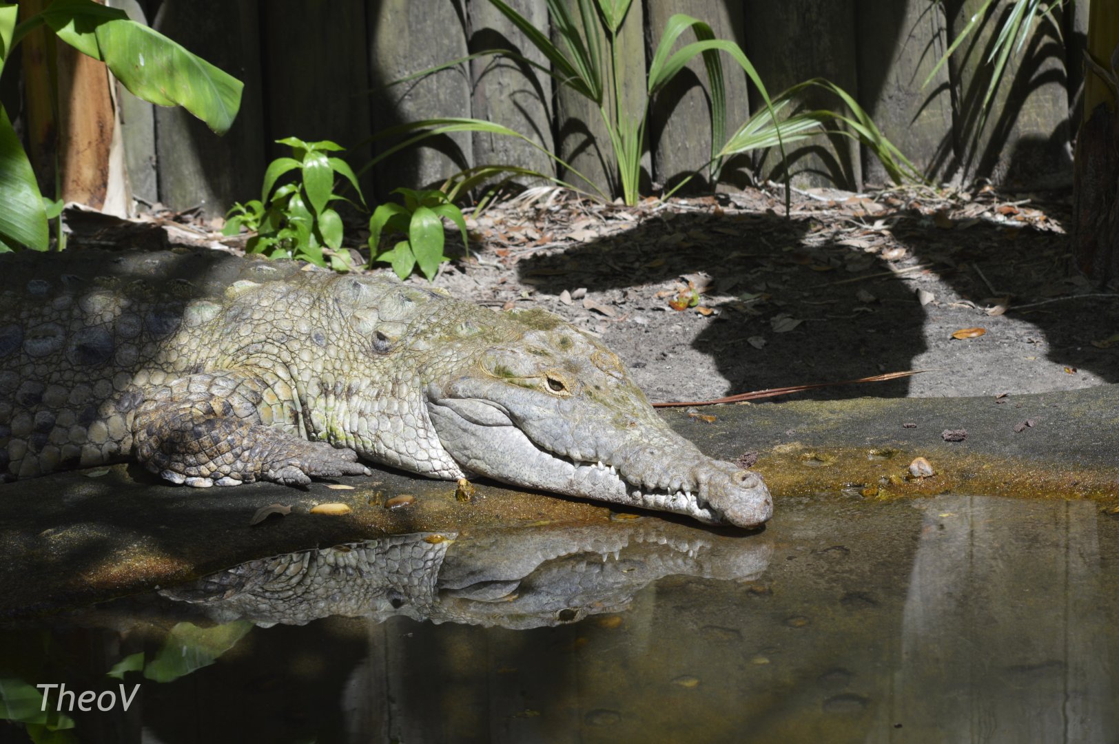 Orinoco crocodile [2017]