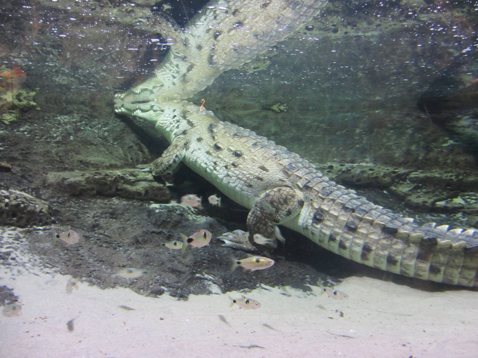 Orinoco Crocodile and Bucktooth Tetras
