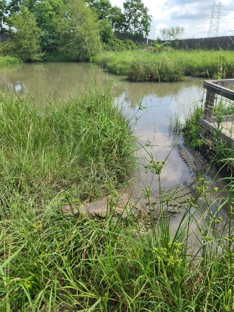 Orinoco Crocodile at Crocodile Encounter