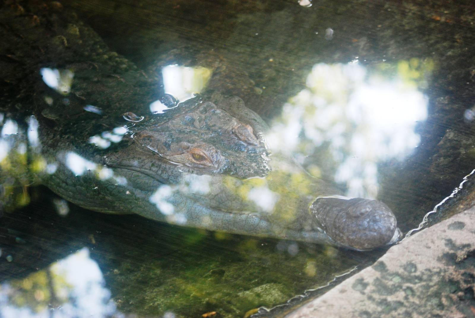 Orinoco Crocodile at St. Augustine, 11/10/13