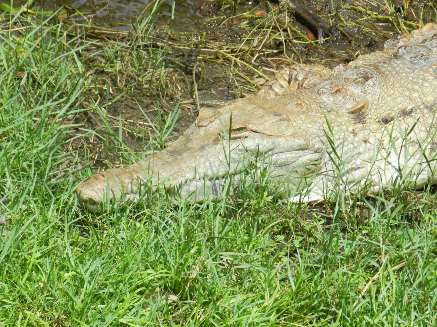 Orinoco Crocodile (Crocodylus intermedius) at Central Florida Zoo and Botanical Gardens