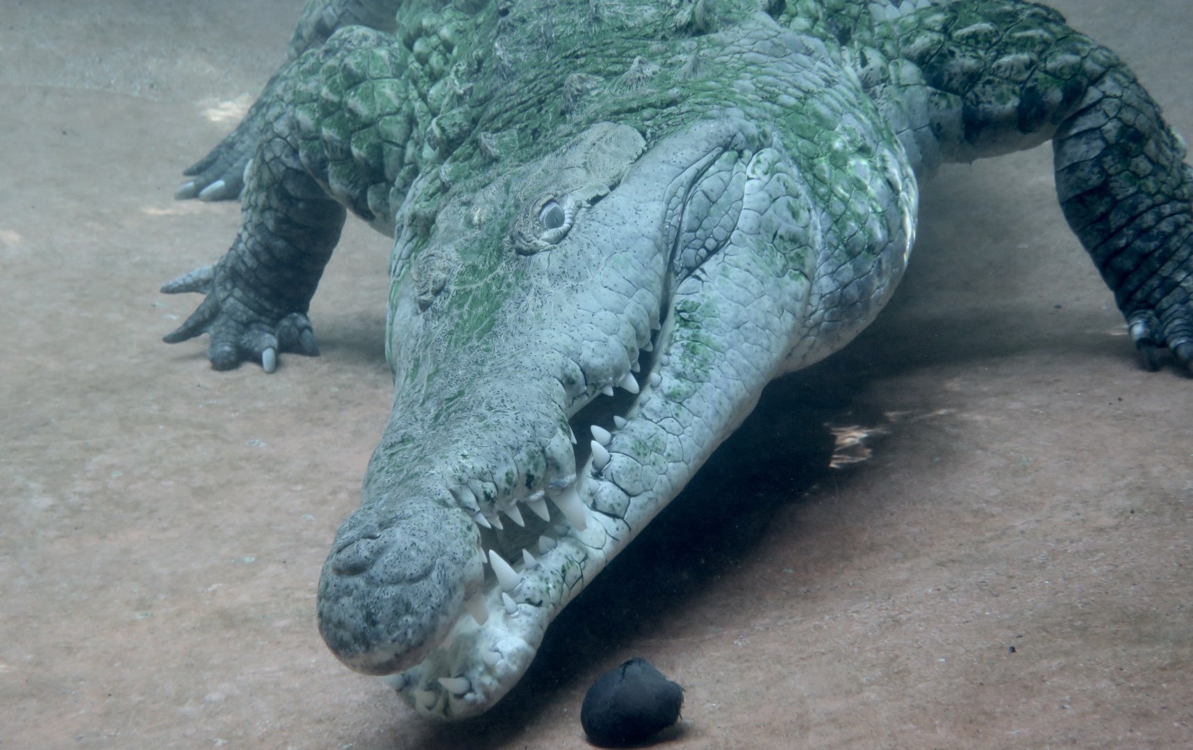 Orinoco Crocodile (Crocodylus intermedius) underwater investigating a seed