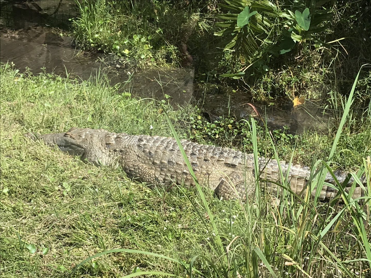 Orinoco Crocodile (Crocodylus intermedius)