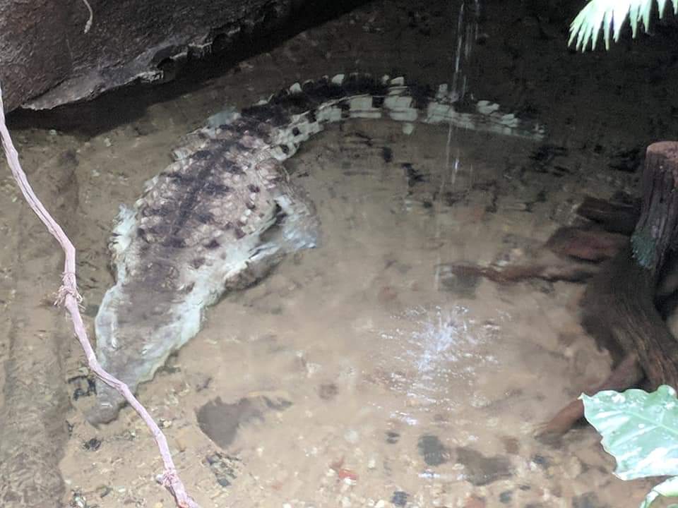 Orinoco crocodile (Crocodylus intermedius)