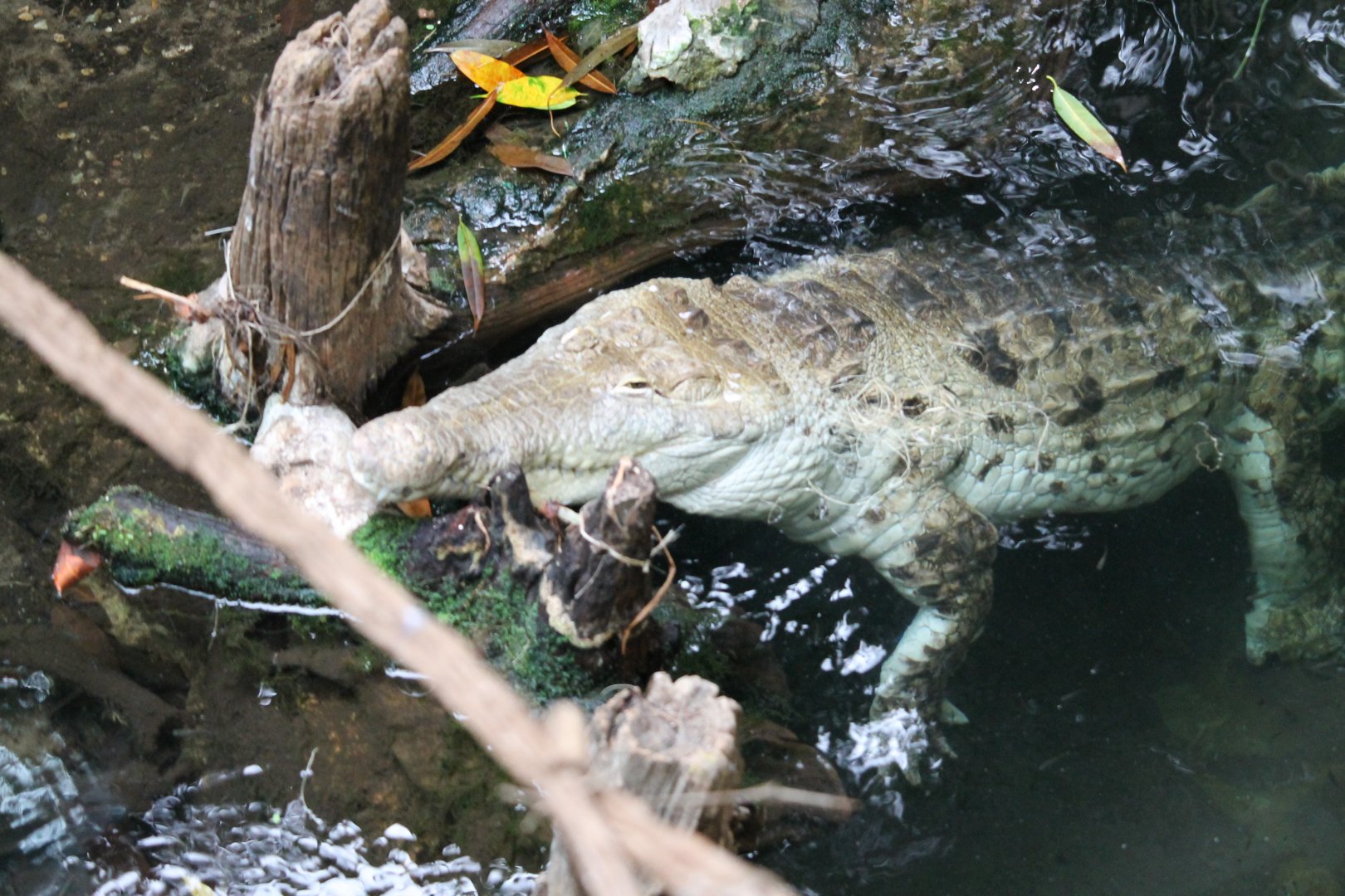 Orinoco crocodile (Crocodylus intermedius)
