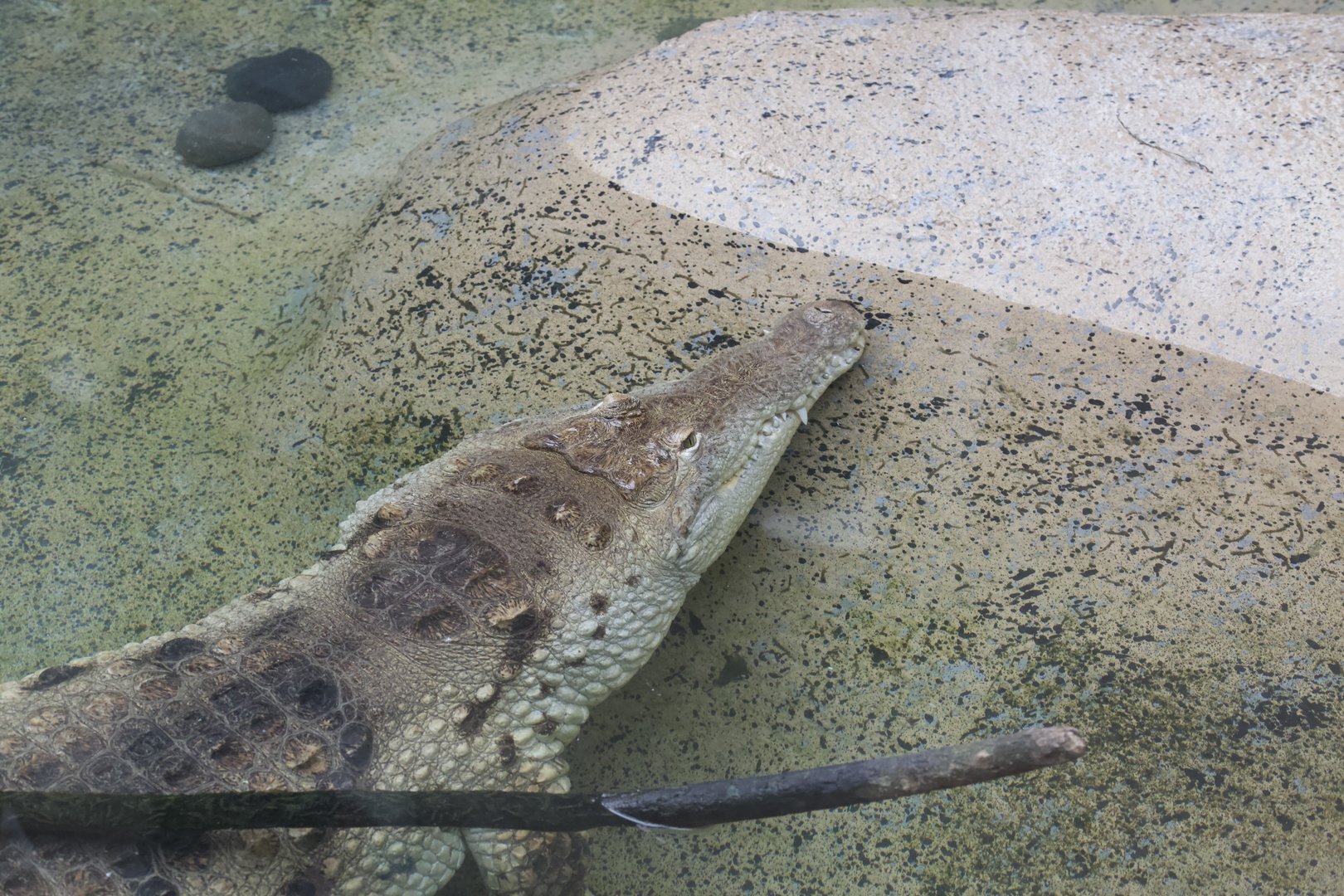 Orinoco crocodile/ Crocodylus intermedius