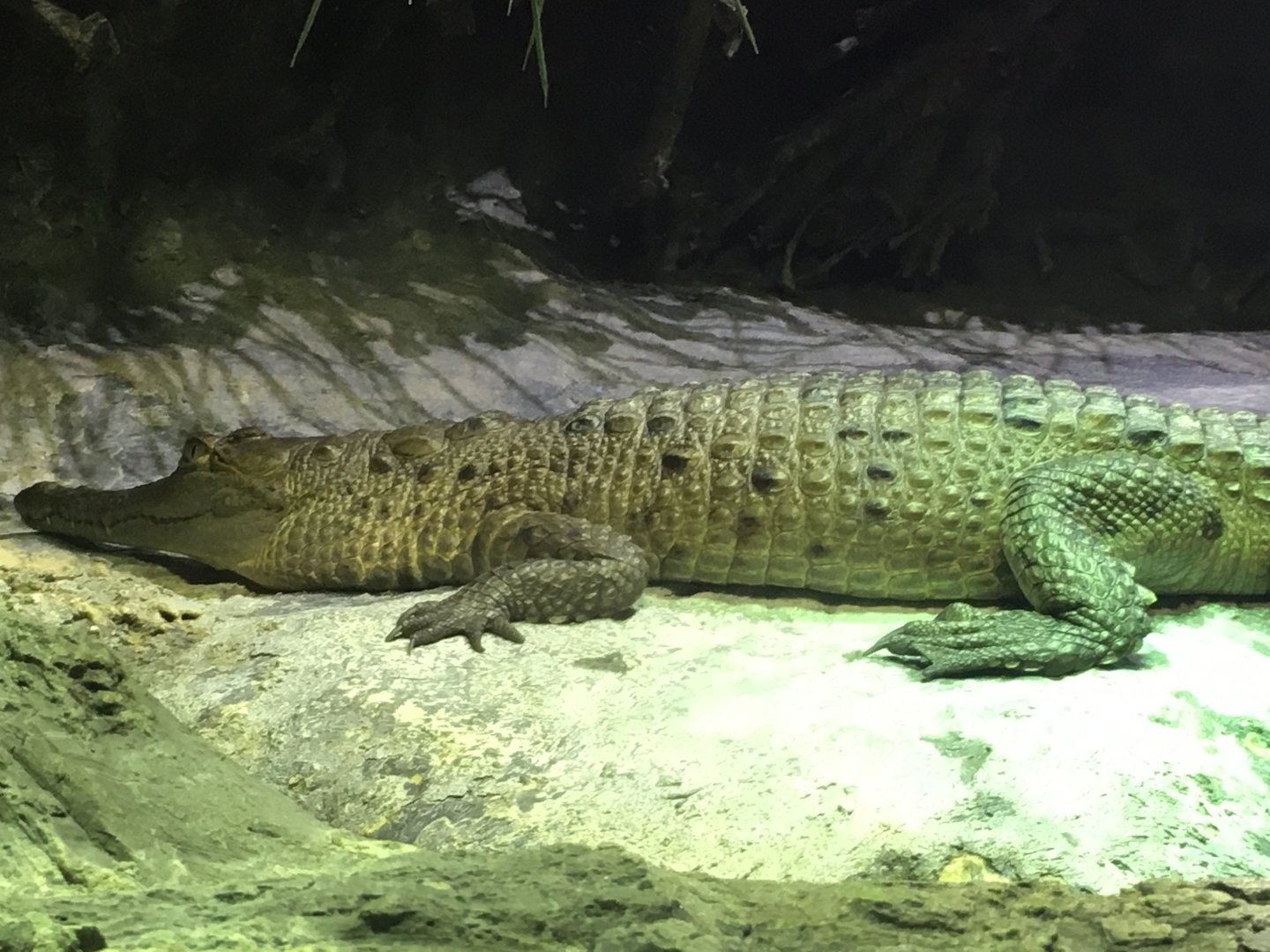 Orinoco Crocodile (Crocodylus intermedius)