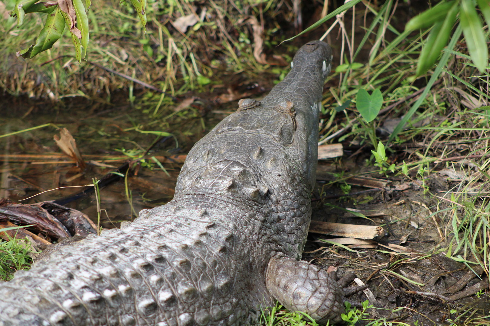 Orinoco Crocodile (Crocodylus intermedius)