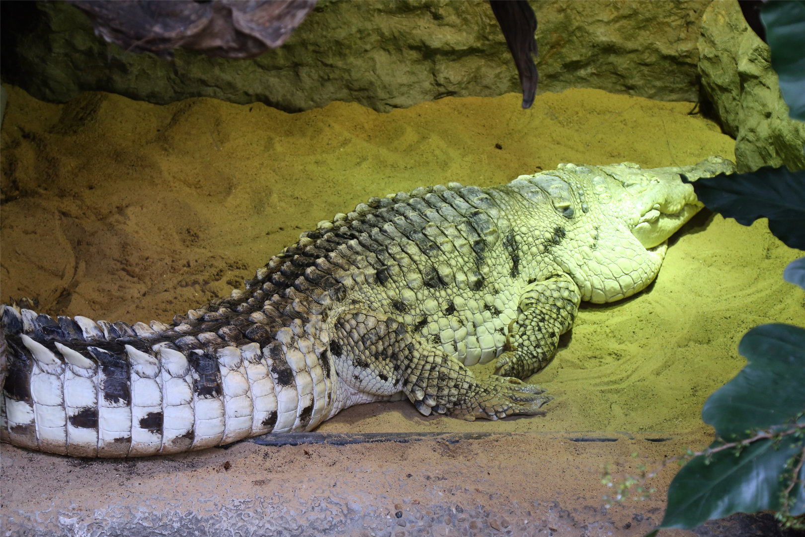 Orinoco Crocodile (Crocodylus intermedius)
