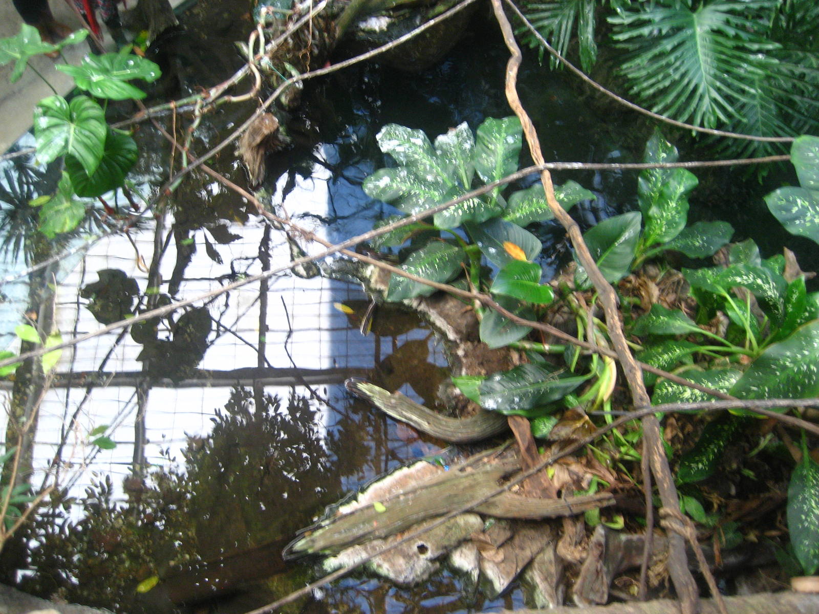 orinoco crocodile enclosure (left half)