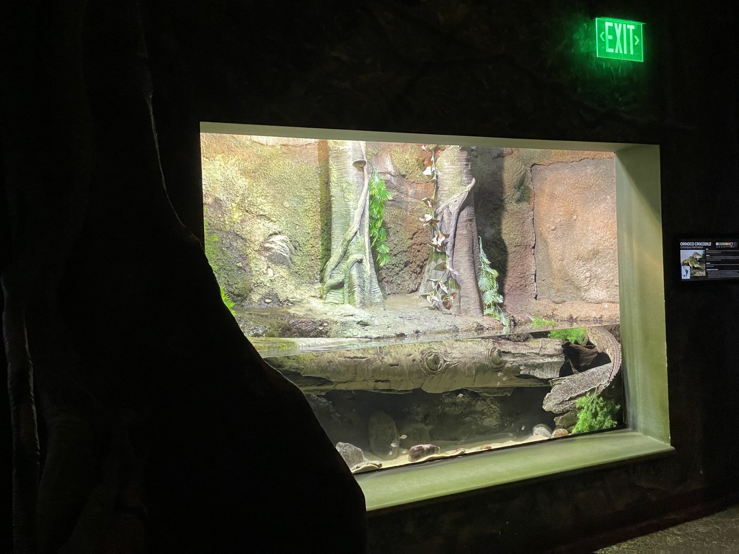 Orinoco Crocodile Exhibit- February 2024