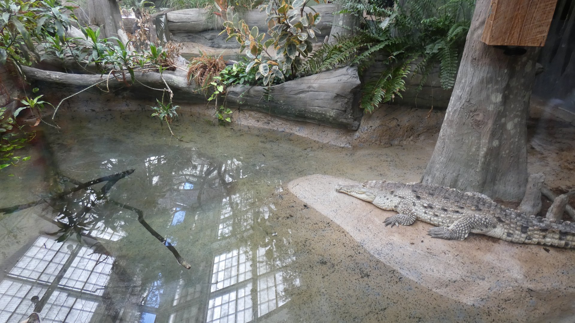 Orinoco Crocodile Exhibit, The Swamp - Sep. 2021