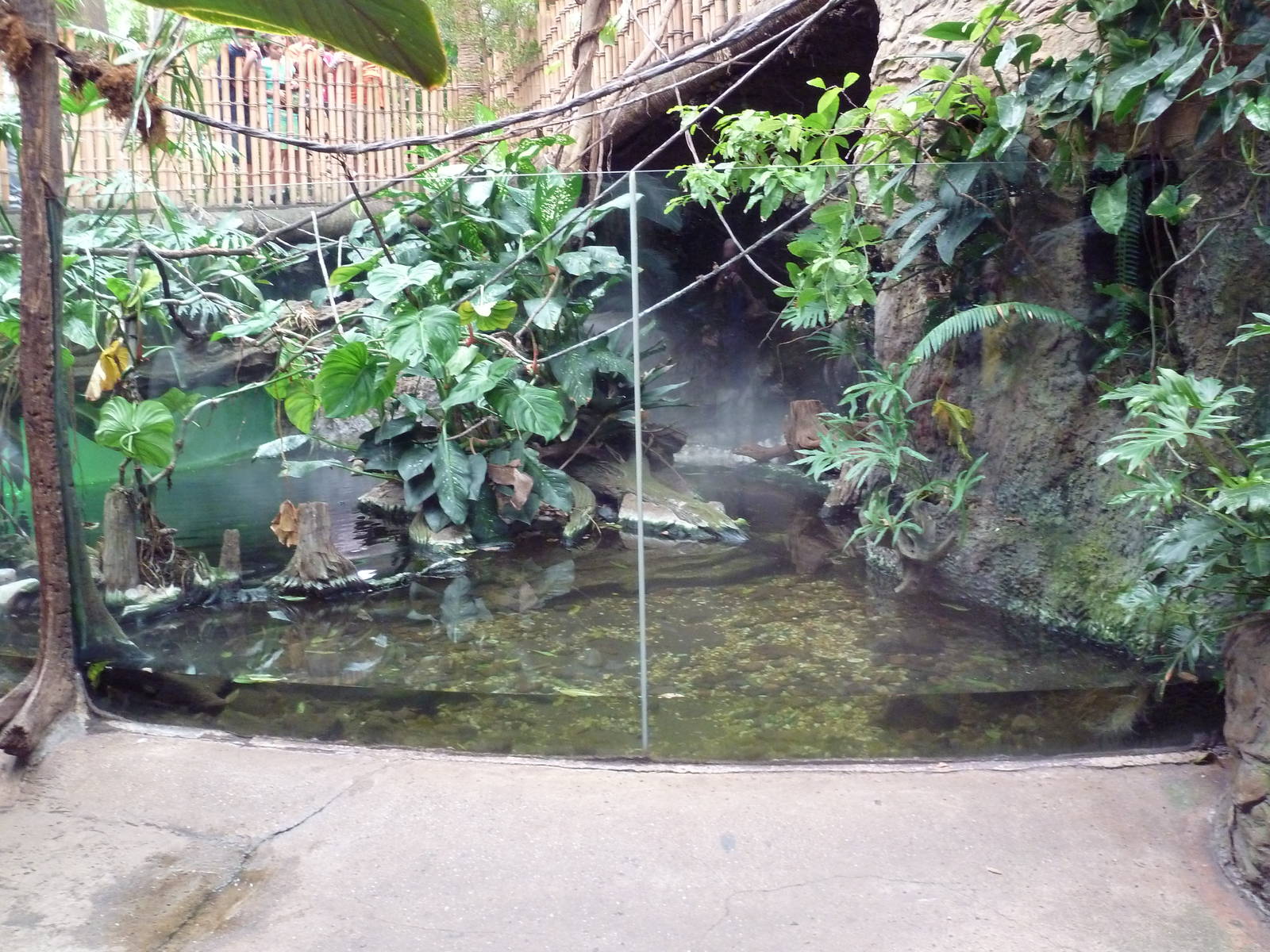 Orinoco Crocodile Exhibit