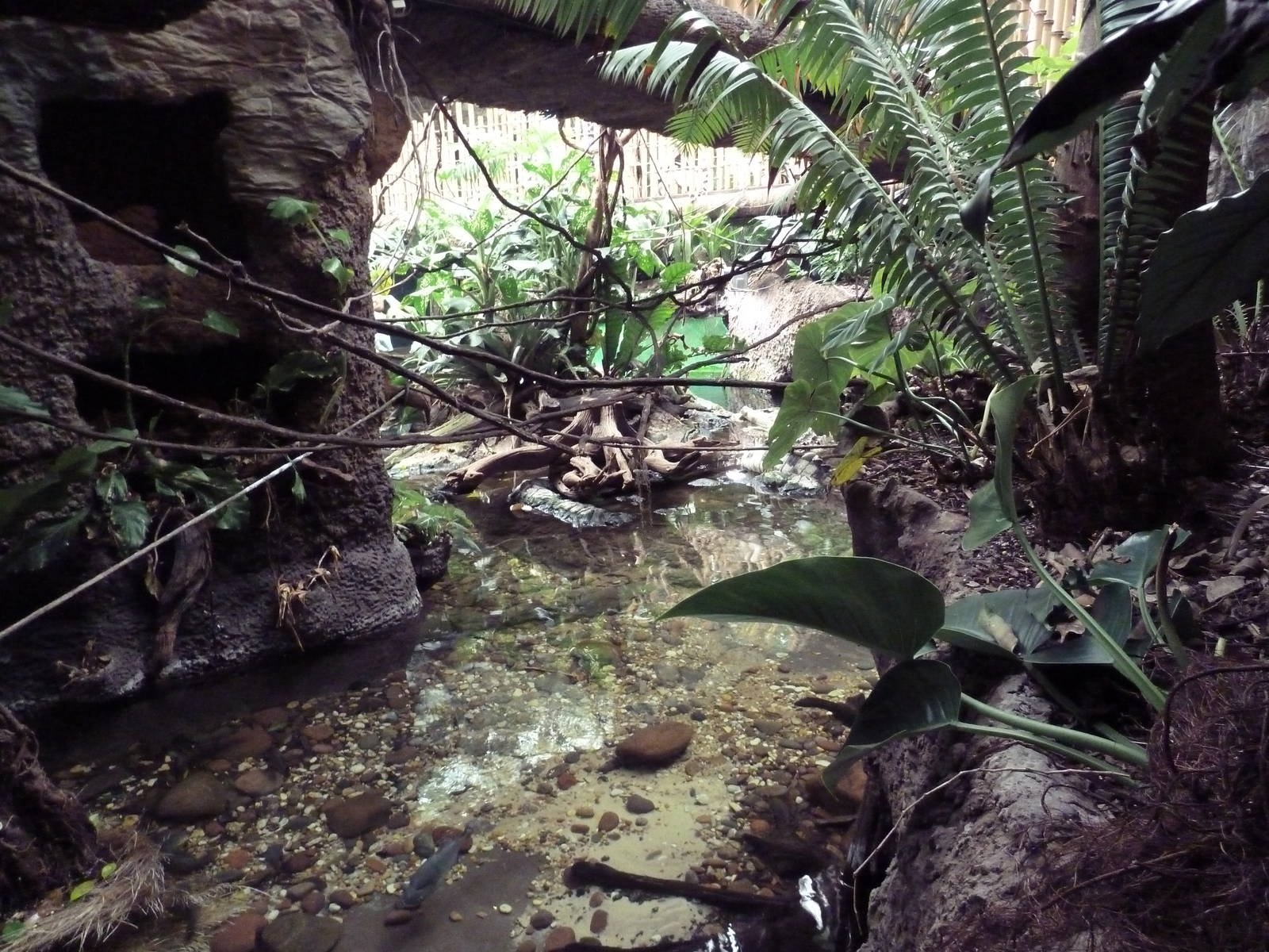 Orinoco Crocodile Exhibit