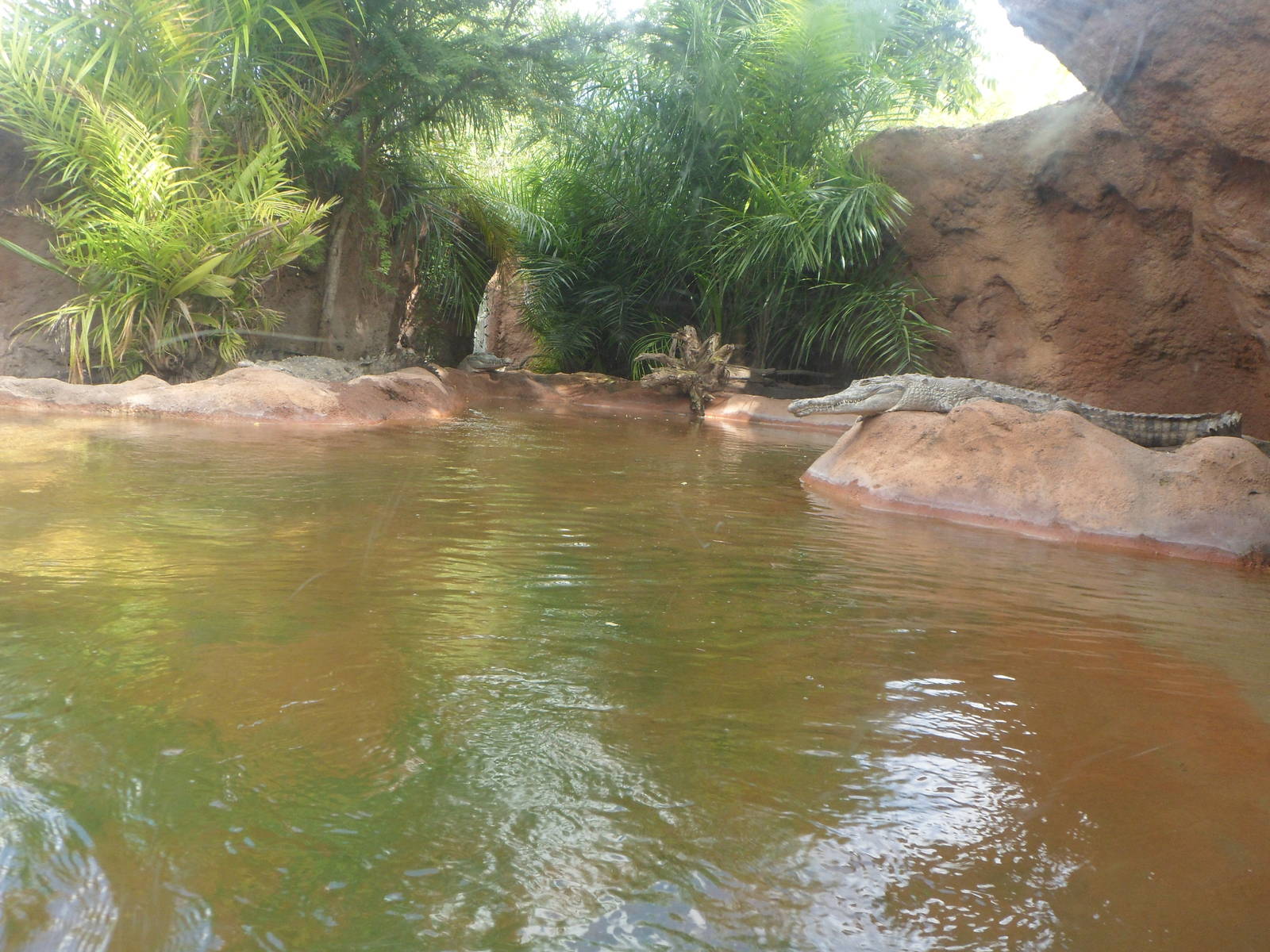 Orinoco Crocodile Exhibit