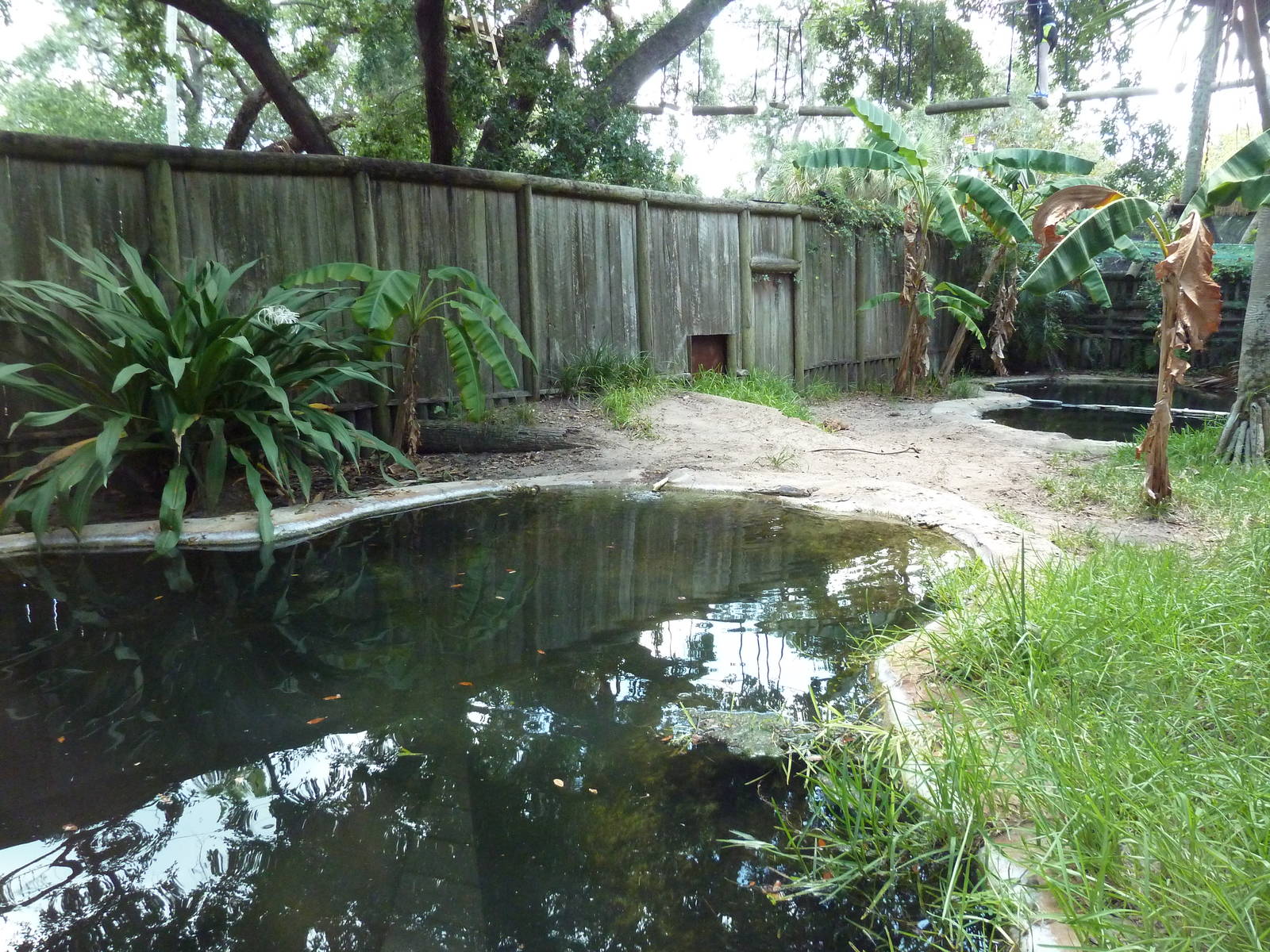 Orinoco Crocodile Exhibit