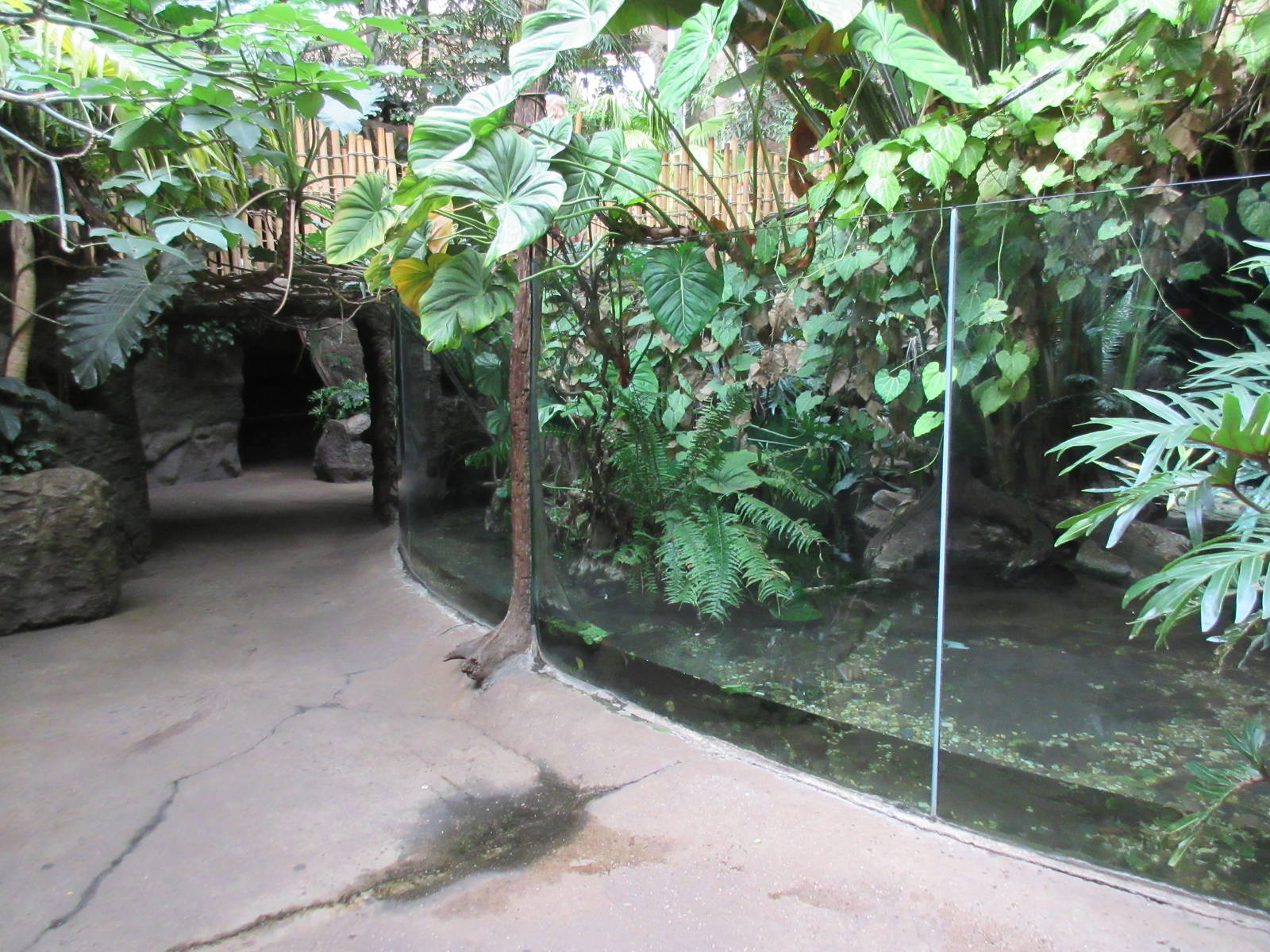 Orinoco Crocodile Exhibit