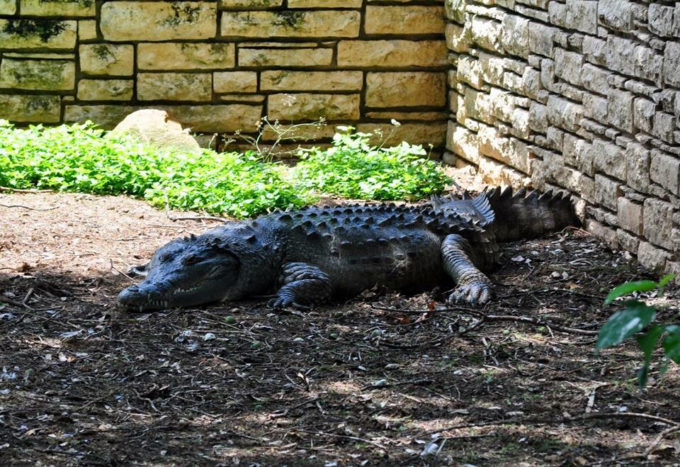 Orinoco Crocodile Exhibit
