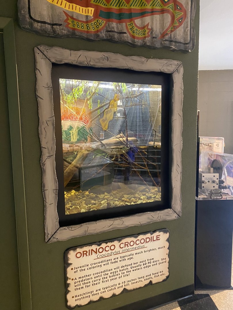 Orinoco Crocodile Exhibit
