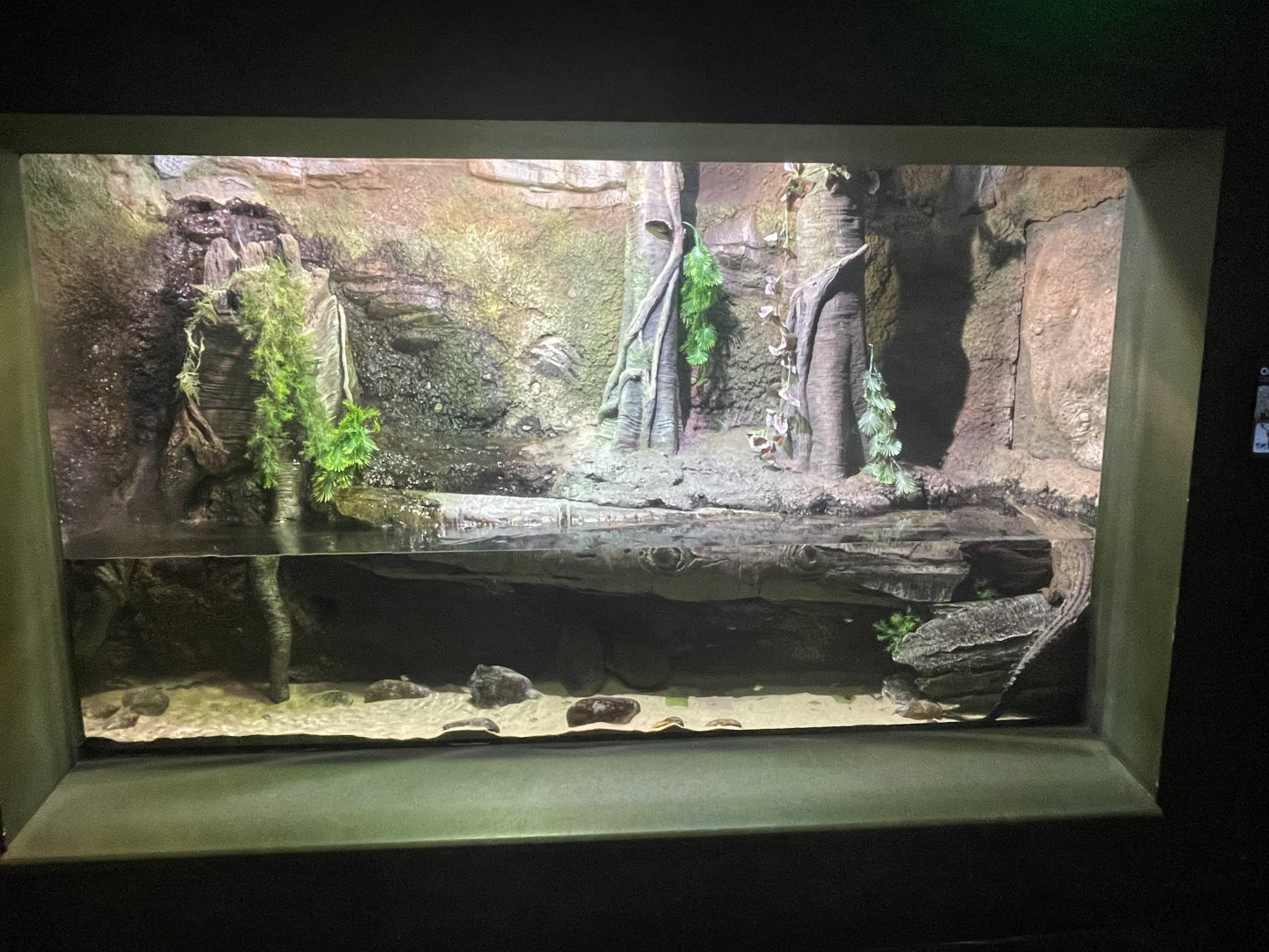 Orinoco Crocodile Exhibit