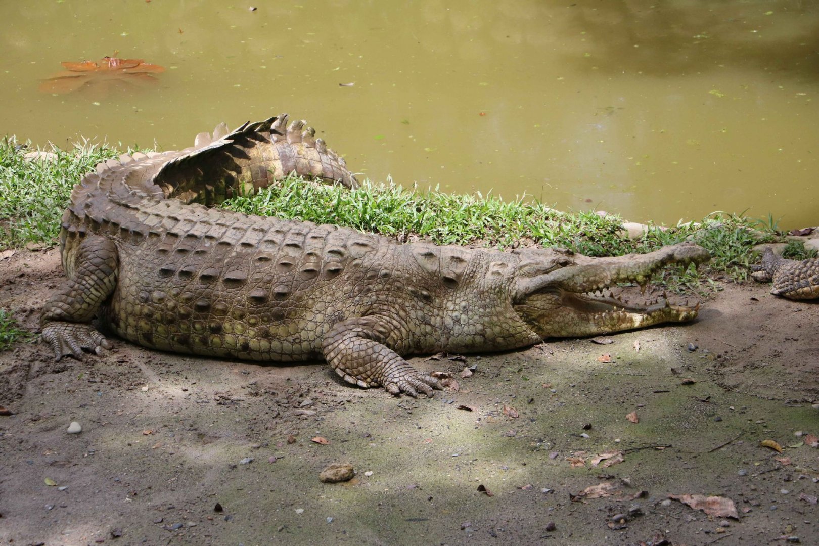 Orinoco crocodile, May 2016
