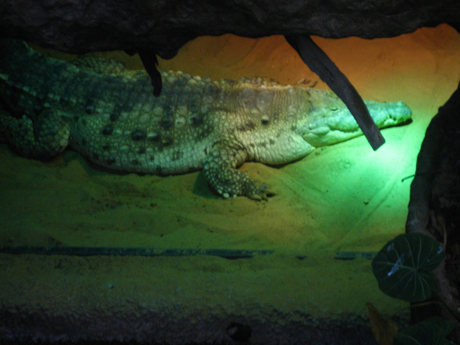 orinoco crocodile nesting room.