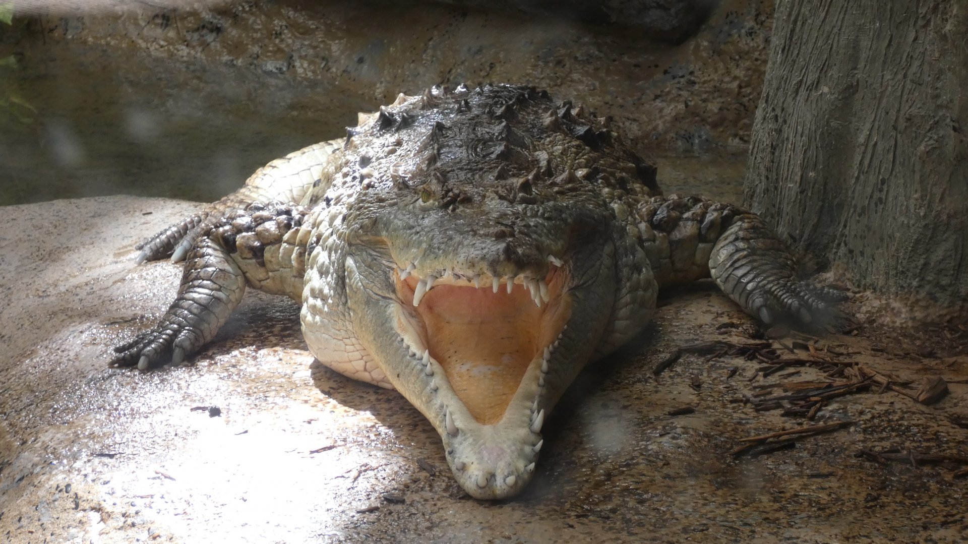 Orinoco Crocodile, The Swamp - Sep. 2021