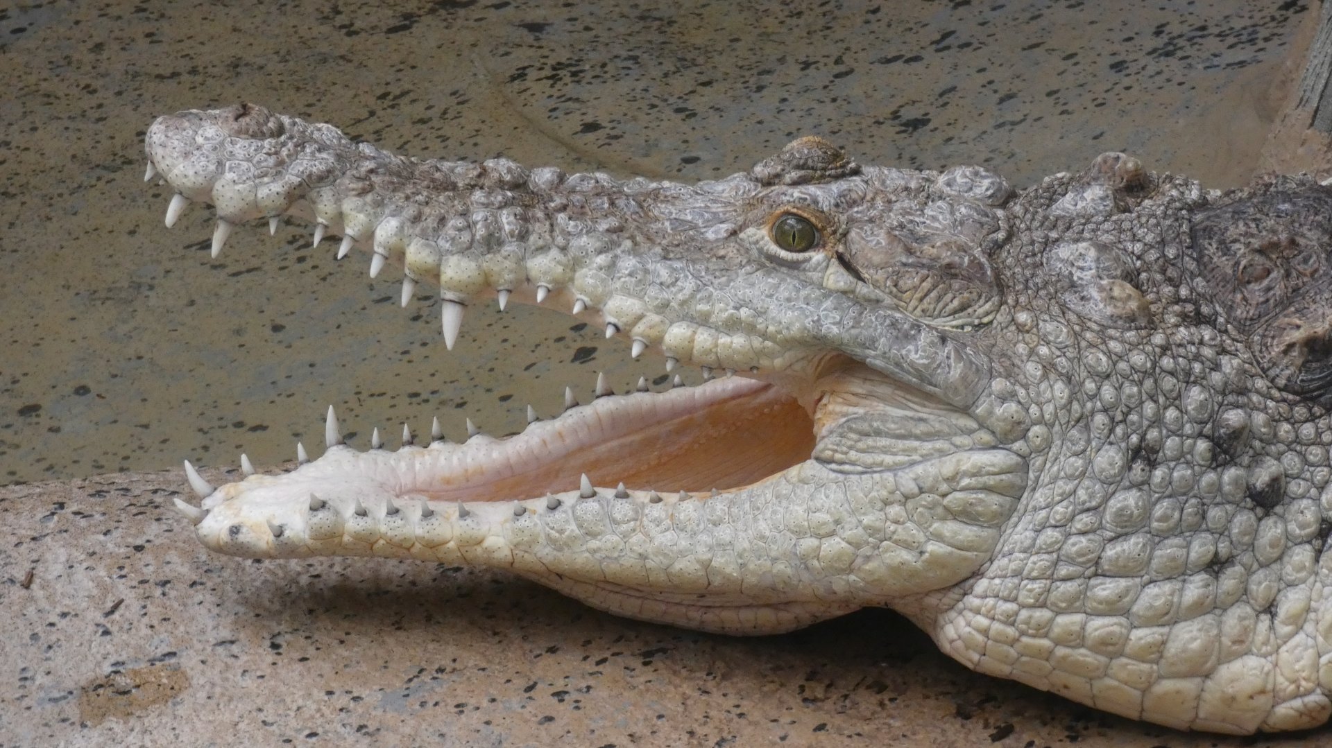Orinoco Crocodile, The Swamp - Sep. 2021
