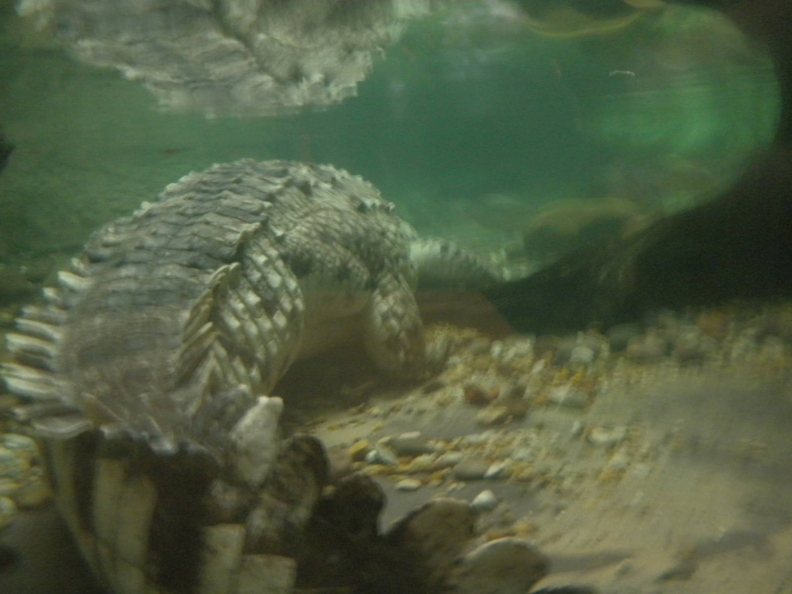 Orinoco Crocodile