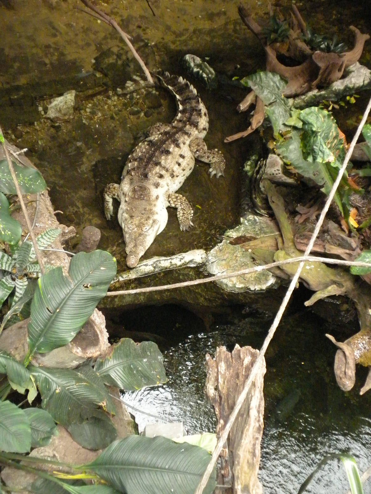 Orinoco Crocodile