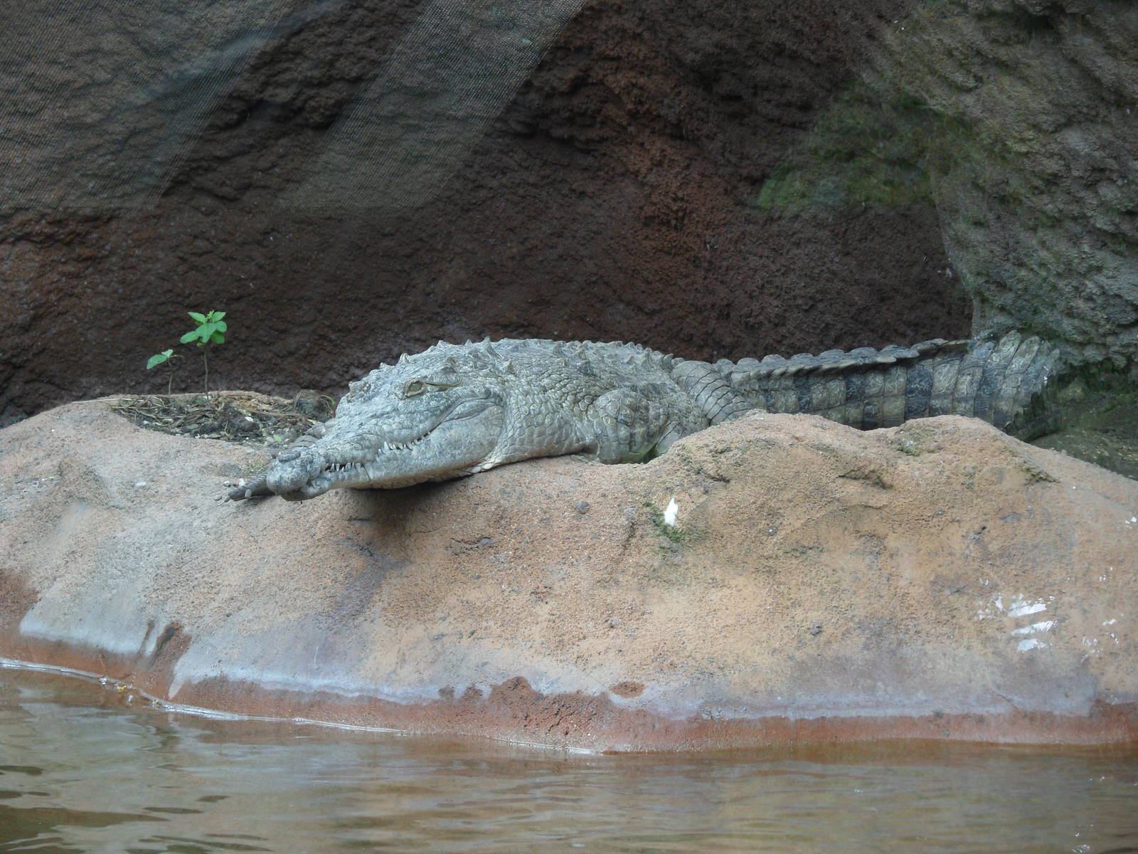 Orinoco Crocodile