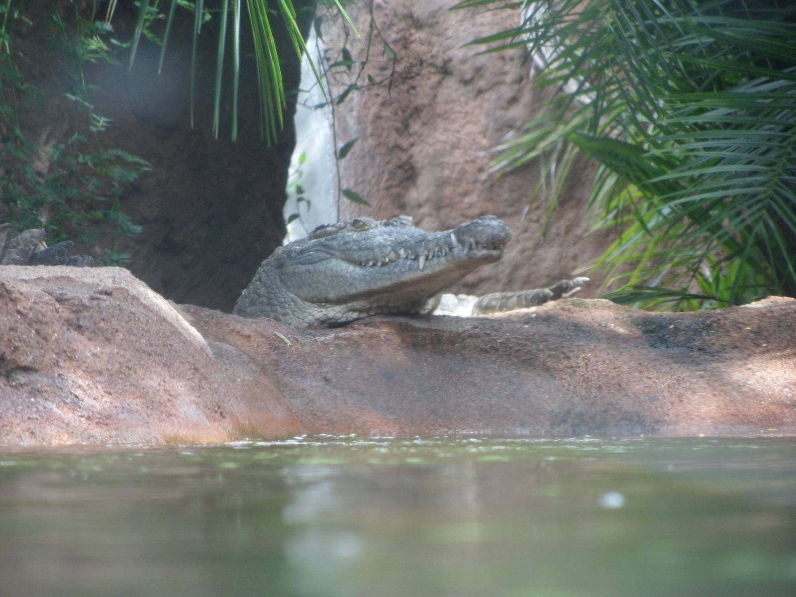 Orinoco Crocodile
