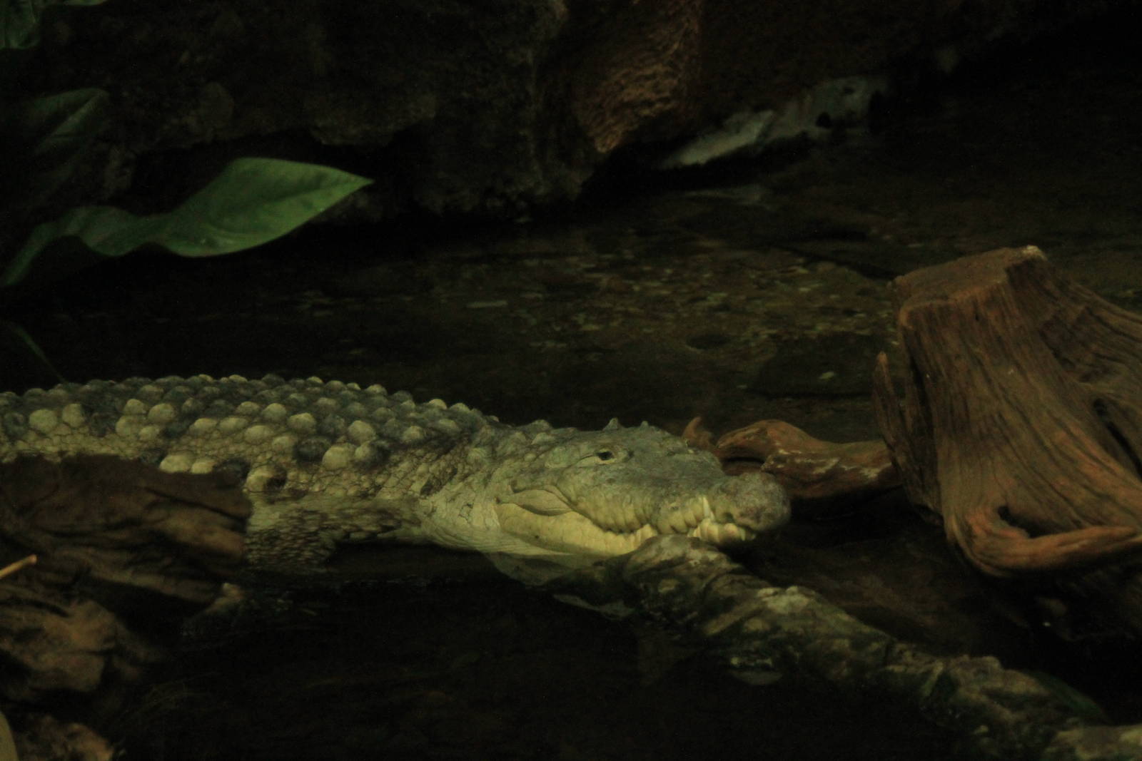 Orinoco Crocodile