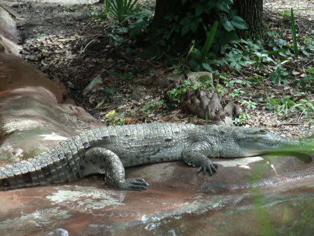 Orinoco Crocodile