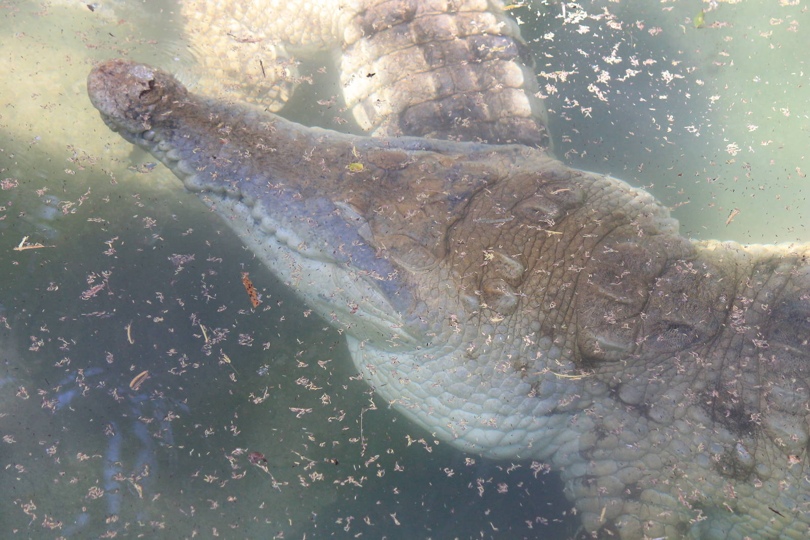 Orinoco Crocodile