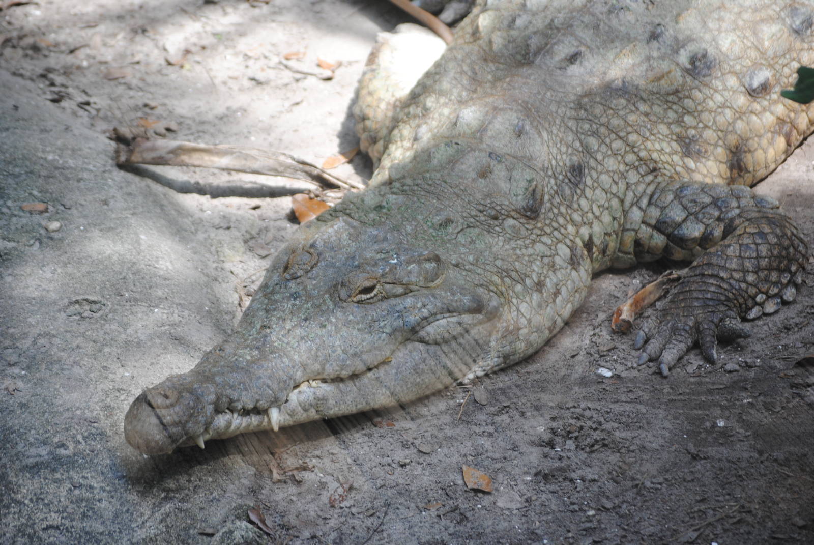 Orinoco Crocodile