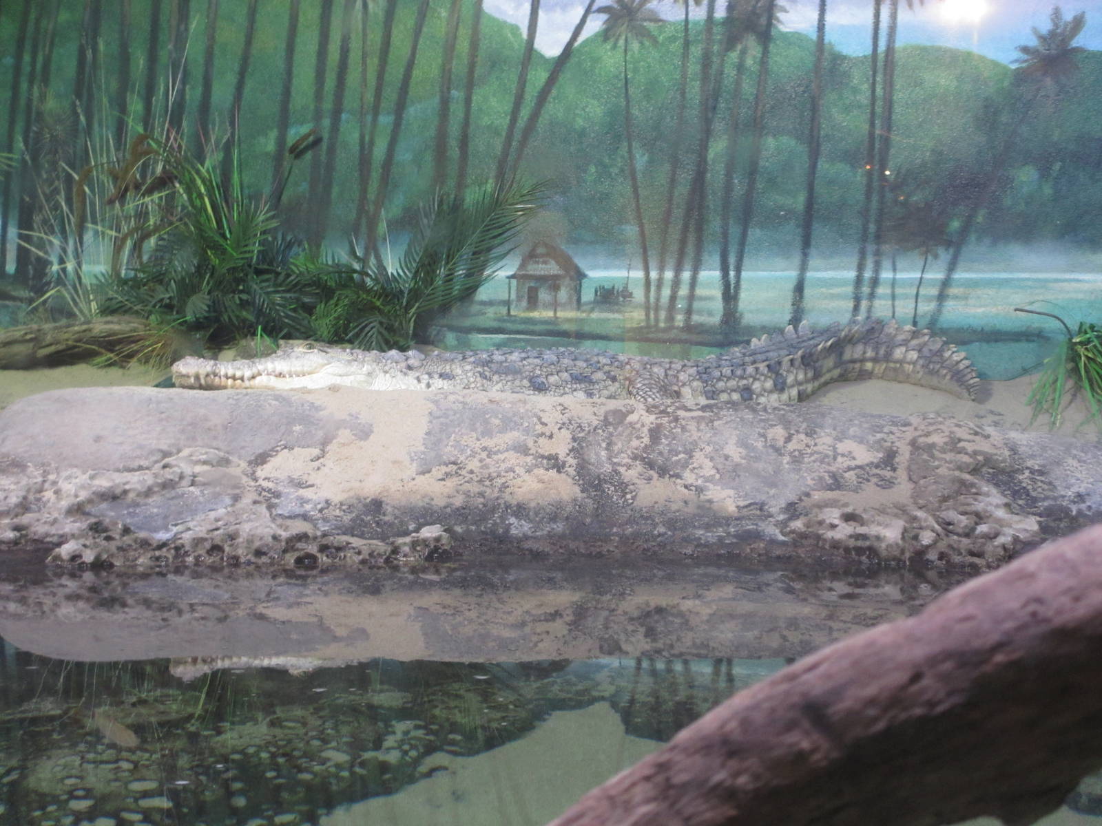 Orinoco Crocodile