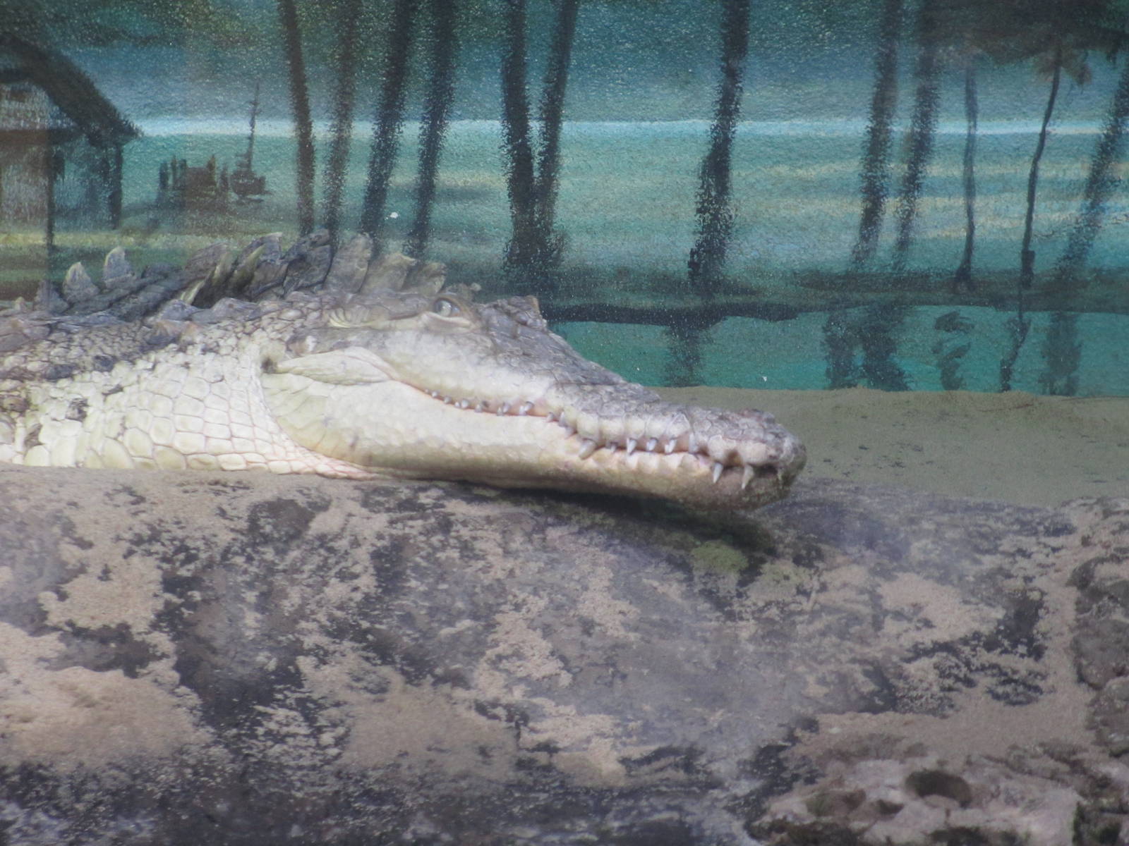 Orinoco Crocodile