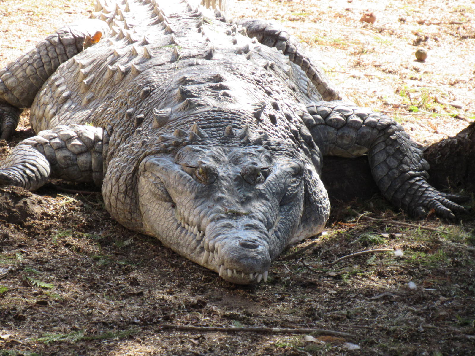 Orinoco Crocodile