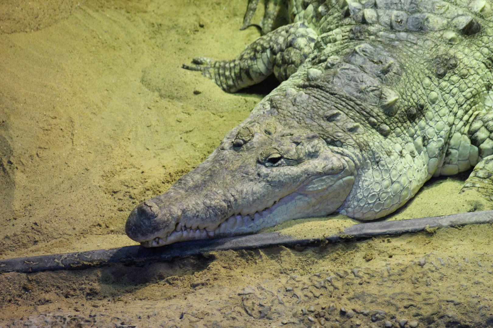 Orinoco Crocodile