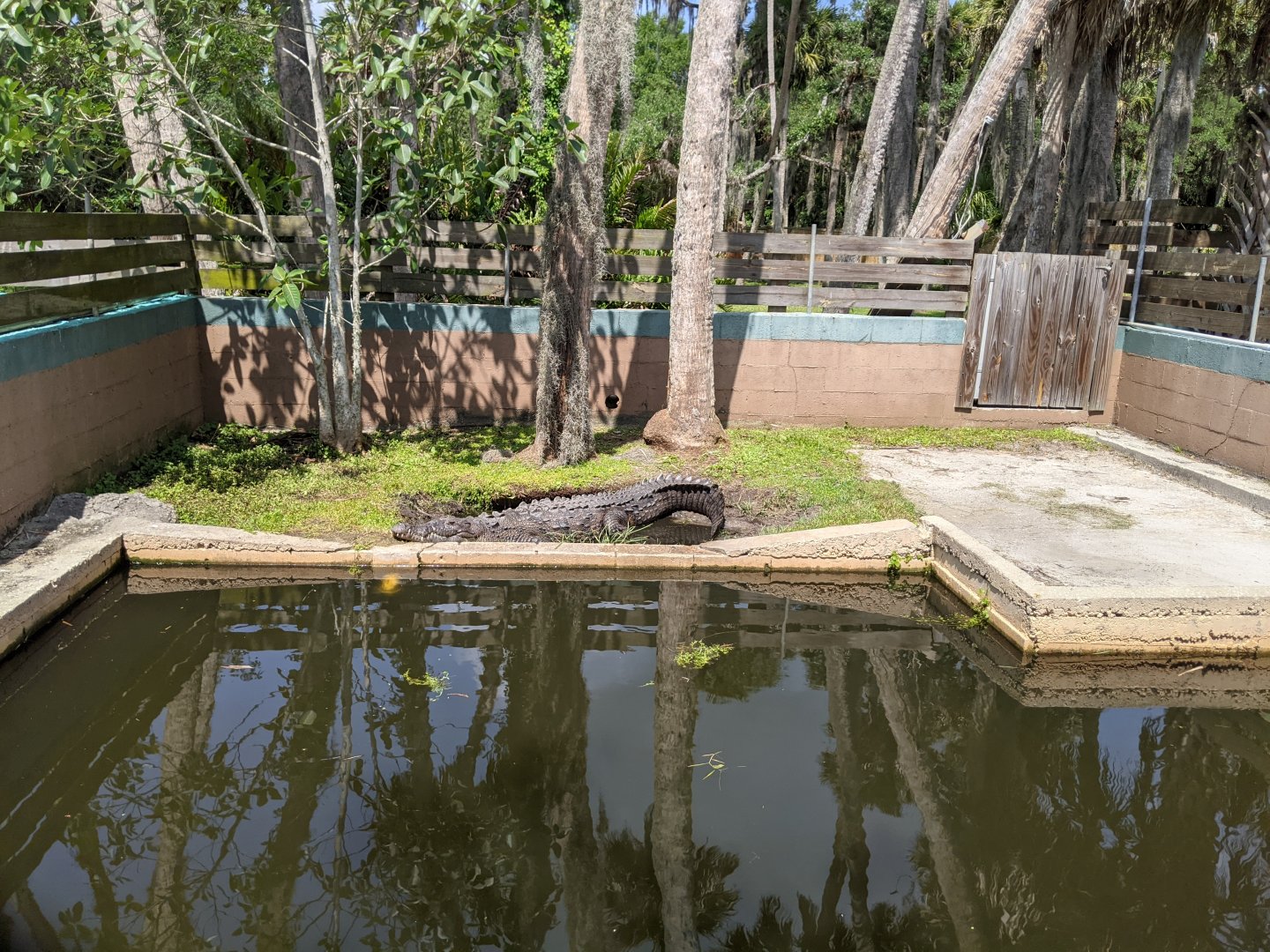 Orinoco Crocodile