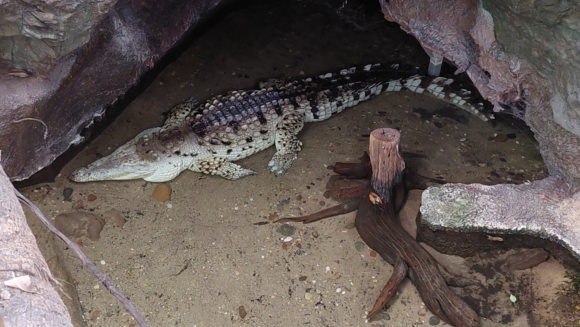 Orinoco Crocodile
