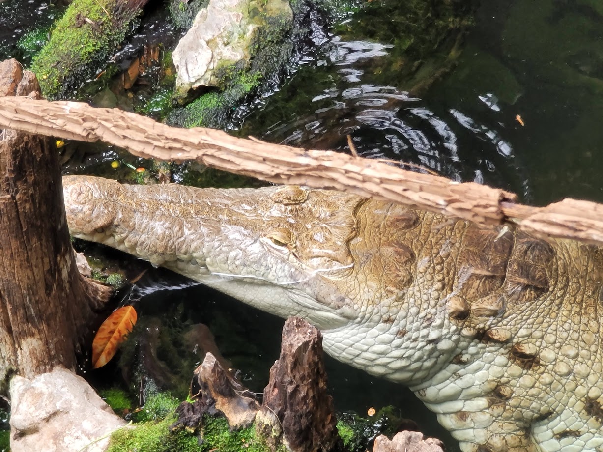 Orinoco Crocodile