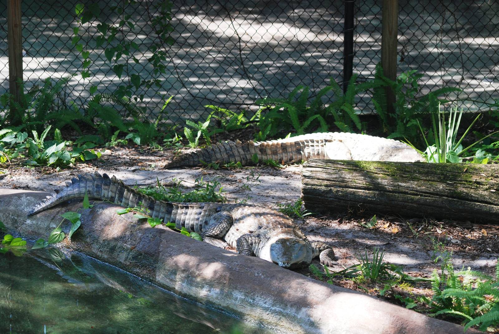 Orinoco Crocodiles at Lowry Park, 13/10/13