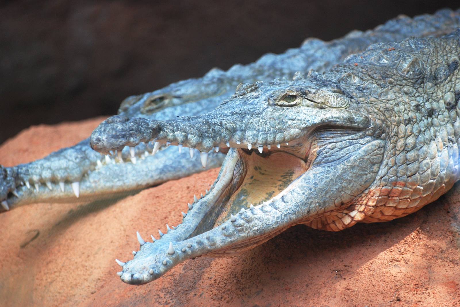 Orinoco Crocodiles at Miami, 12/10/13