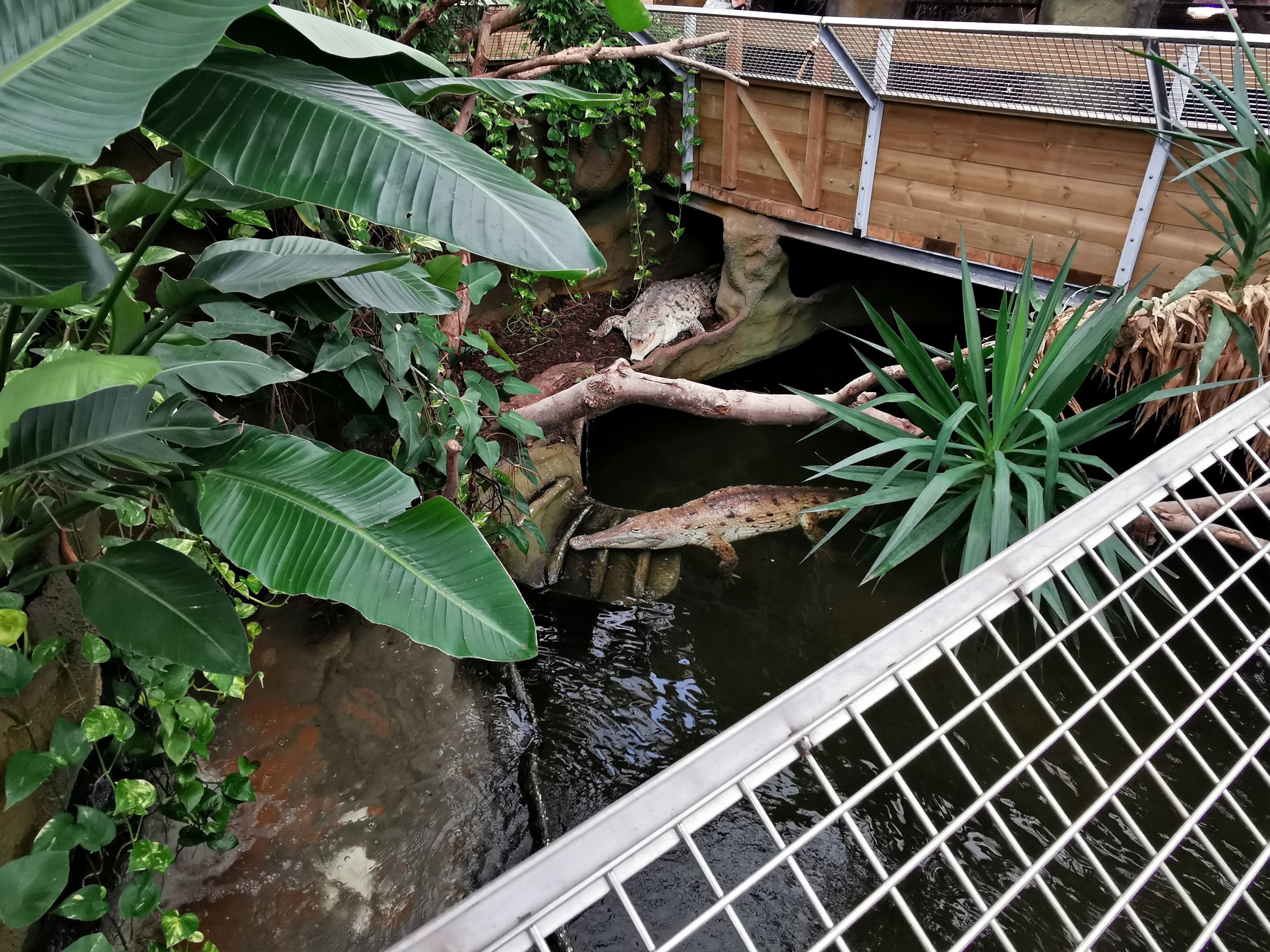Orinoco crocodiles (Crocodylus intermedius) - Masaguaral hall