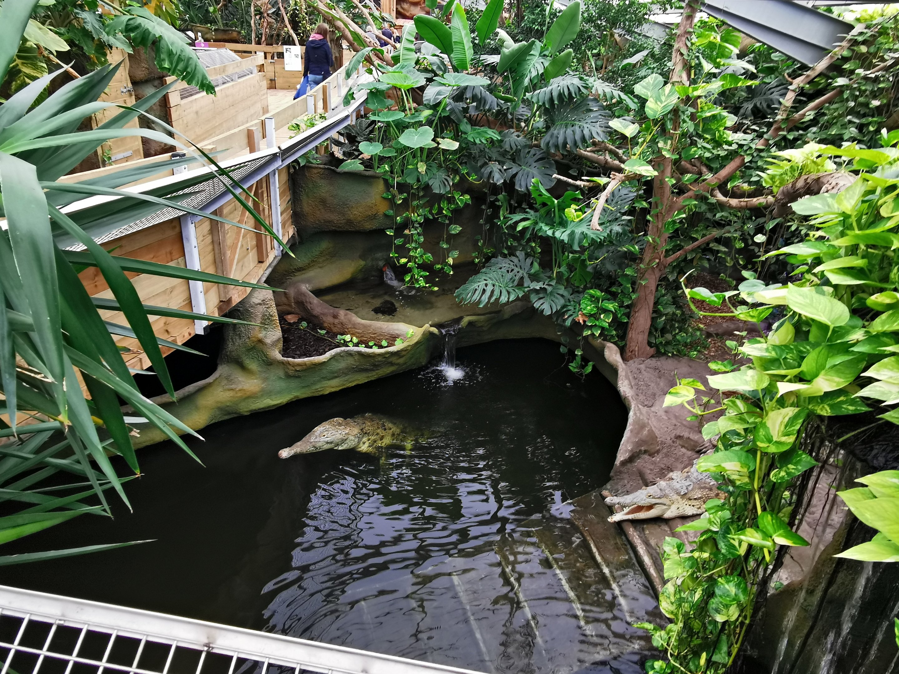 Orinoco crocodiles (Crocodylus intermedius) - Masaguaral hall