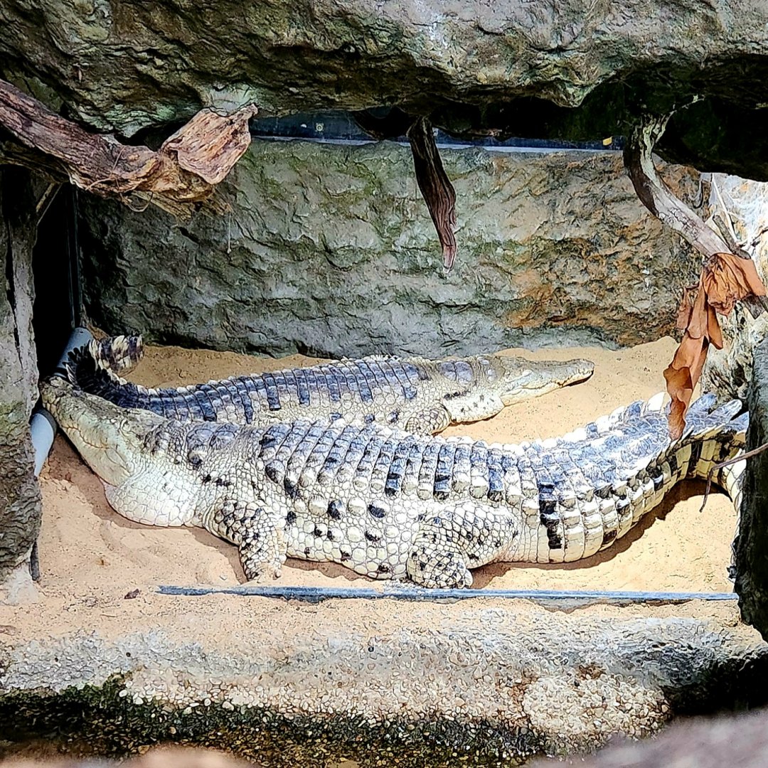 Orinoco Crocodiles (Crocodylus intermedius)